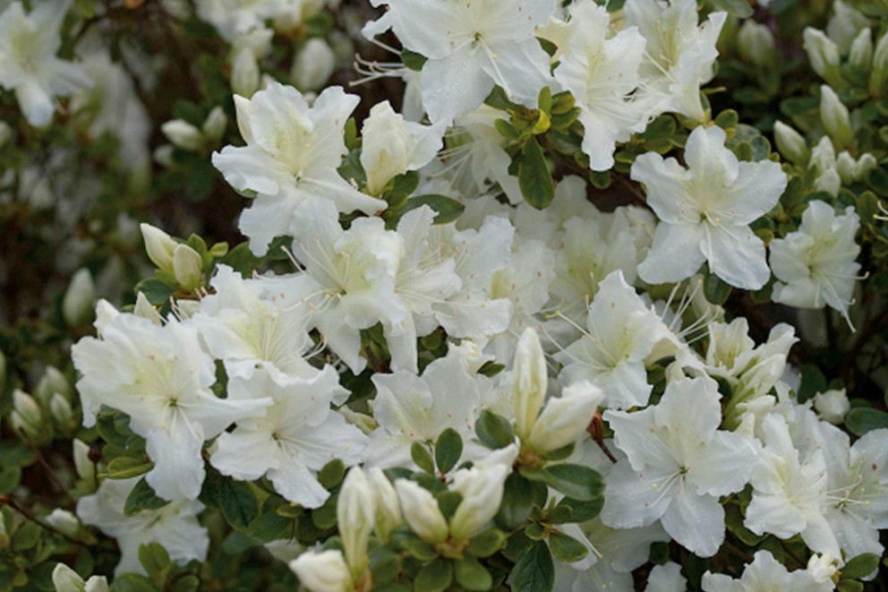 
				Rhododendron Azalée

			