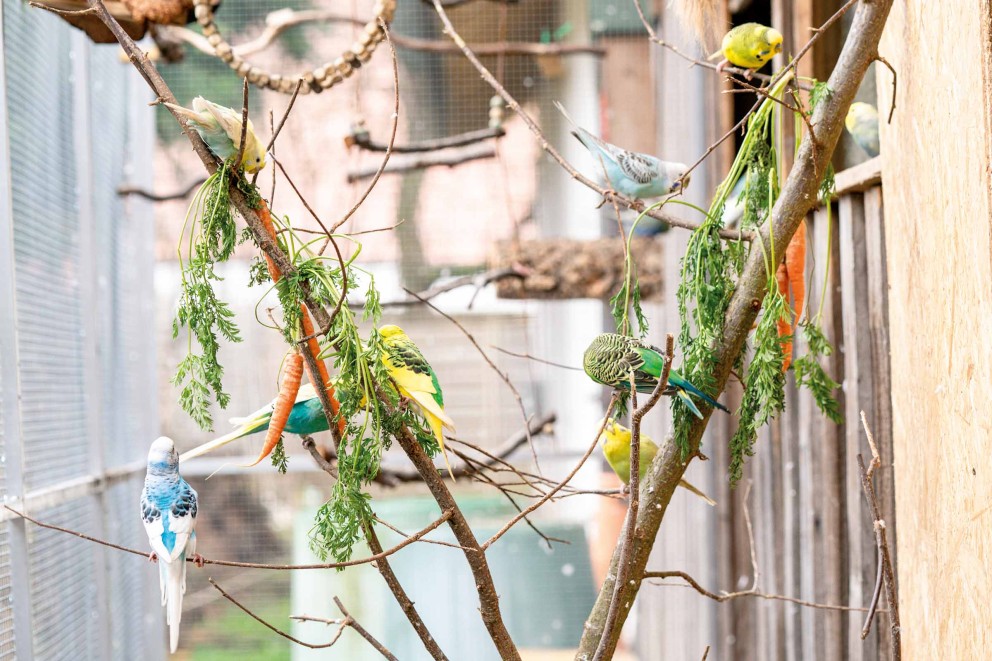 Installer une cage à oiseaux Installer une cage à oiseaux