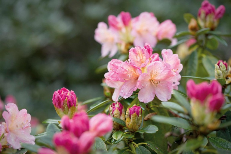 Entretenir un rhododendron