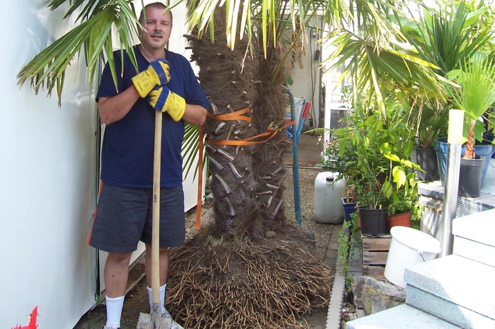 
				«Fertig wird der Garten nie sein», sagt Alexander und pflanzt zwei neue Palmen ein.

			