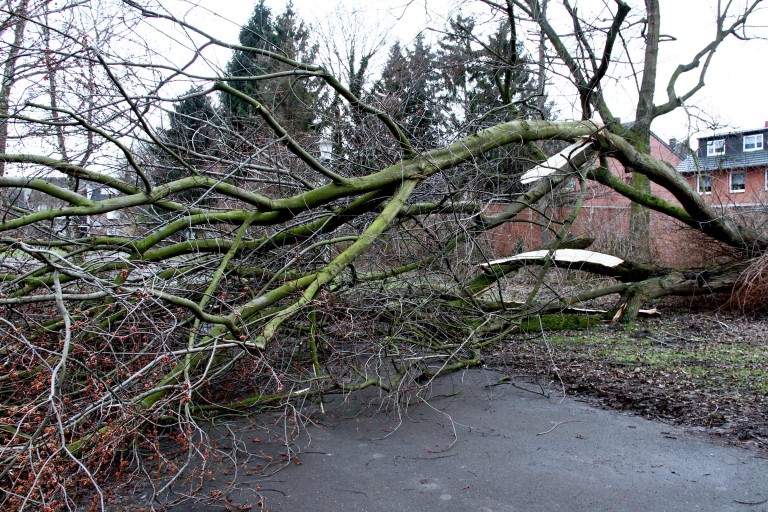 Sturmschäden beseitigen