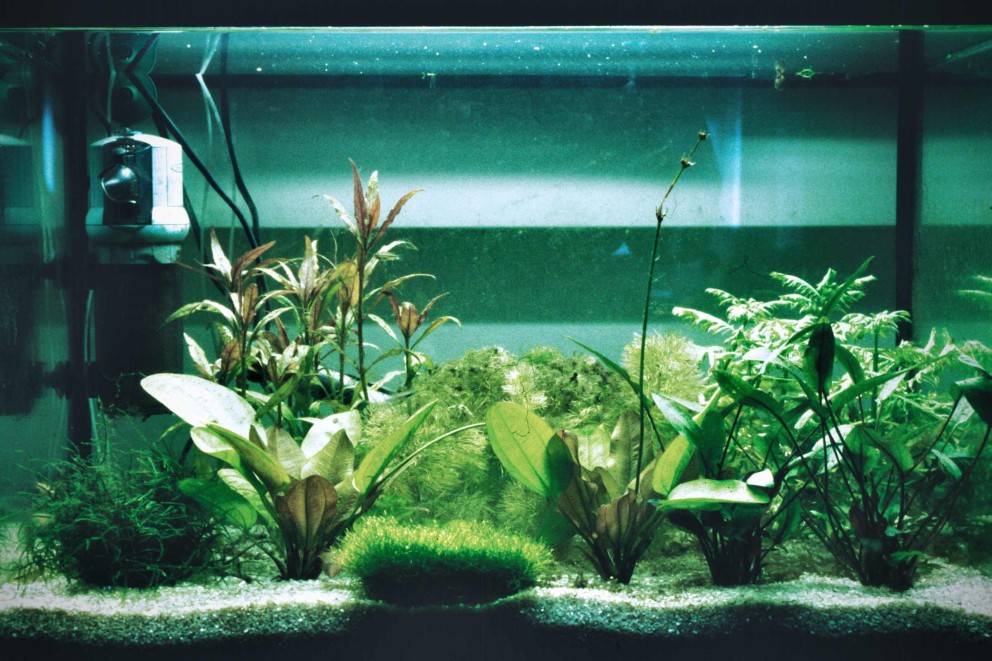 Wasserpflanzen im Aquarium Wasserpflanzen im Aquarium