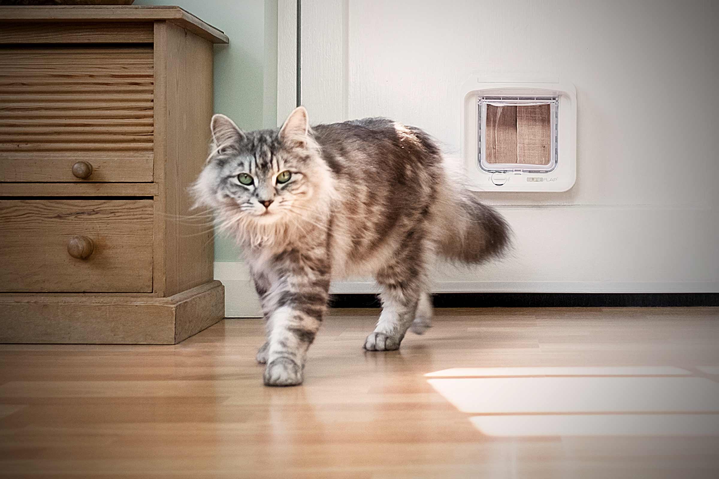 Katze geht durch eine Katzenklappe in einer Innentür
