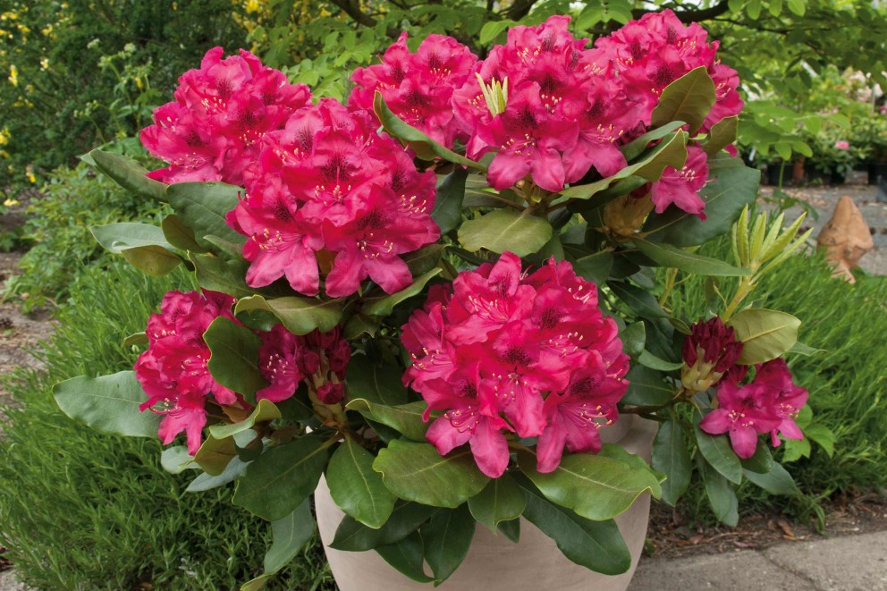 Rhododendren pflanzen Rhododendren pflanzen