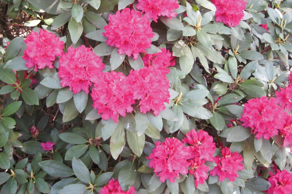 
				Rhododendron Inkarho

			