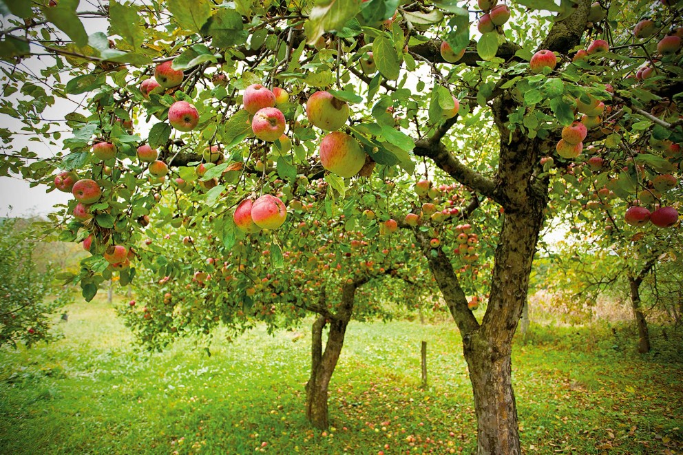 Obstbäume pflanzen Obstbäume pflanzen