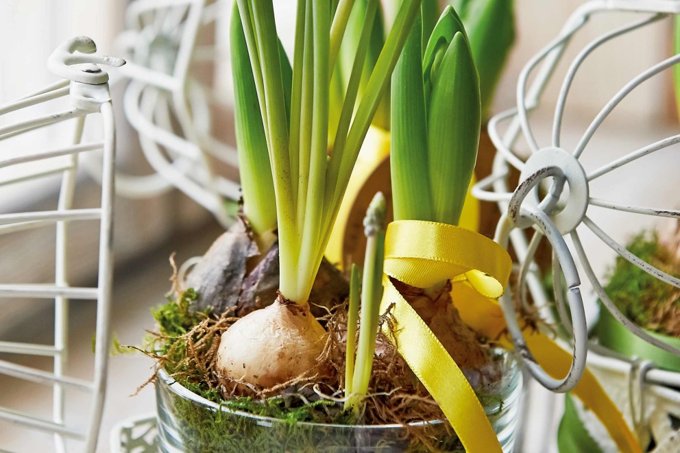 Voilà comment faire pousser des bulbes dans un vase Voilà comment faire pousser des bulbes dans un vase