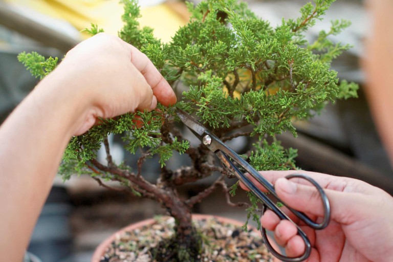 Noref belle pression à la main arrosoir pot vaporisateur plante d