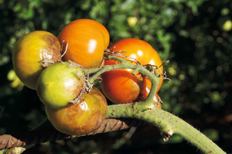 Braunfäule bei Tomaten bekämpfen Braunfäule bei Tomaten bekämpfen