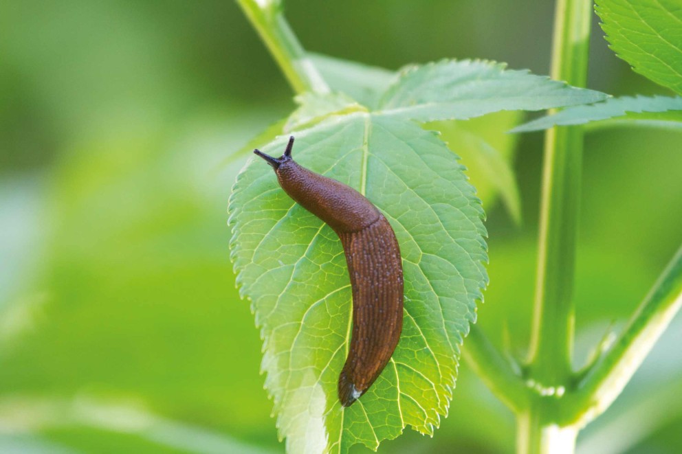 Nacktschnecken bekämpfen Nacktschnecken bekämpfen