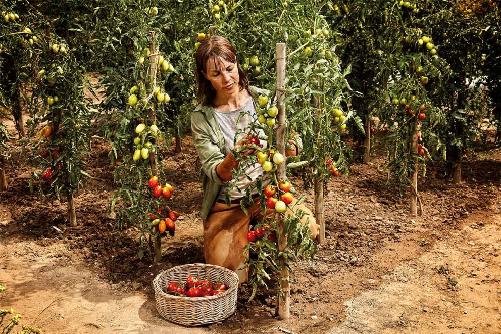 Projets de jardin en été Projets de jardin en été