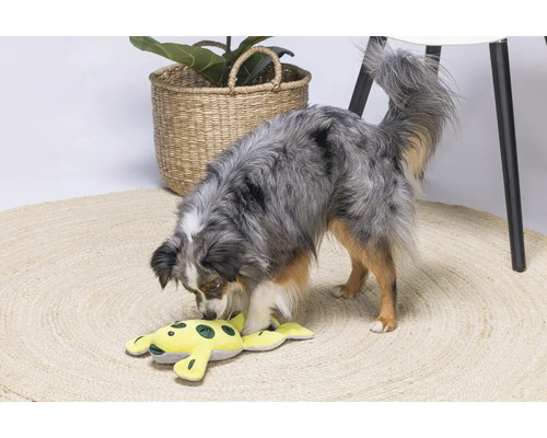 Ein Hund spielt mit einem gelben Stofftierfrosch auf einem runden Teppich.