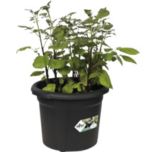 Pflanztopf Kartoffel elho Green Basics Kunststoff 32x32x26 cm schwarz