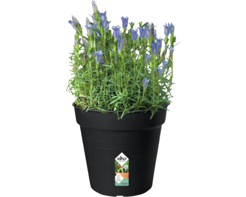 Gentiane en pot avec logo Elho