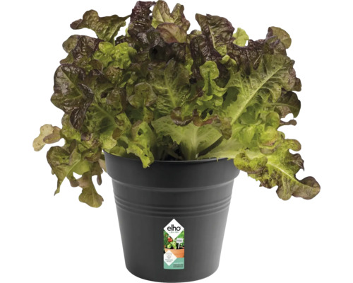 Laitue pommée dans un pot