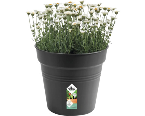 Pâquerettes en pot noir