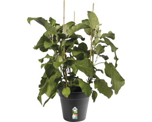 Plant d''aubergine en pot avec tuteurs