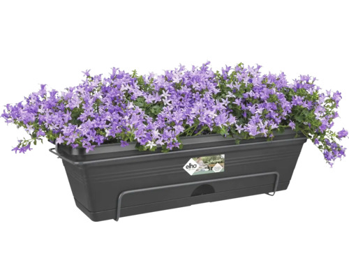 Balkonkasten mit lila Glockenblumen