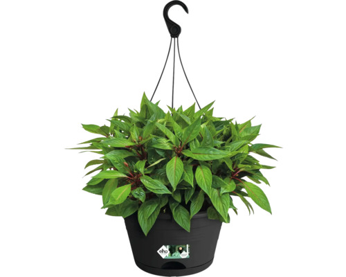 Suspension avec plante verte dans un pot noir