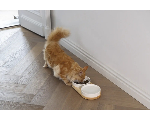Chat mangeant dans une gamelle à deux compartiments sur un plateau en bois