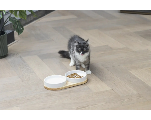 Chat avec gamelle et abreuvoir sur le sol