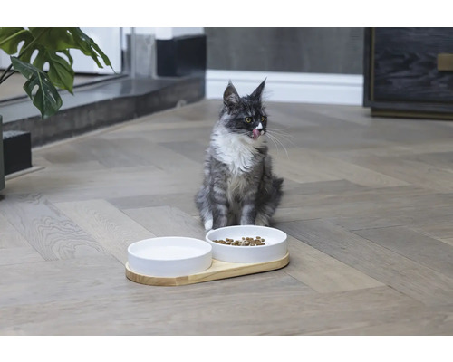 Chat avec gamelle pour aliments pour animaux et eau