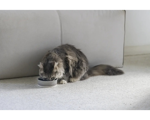 Graue Katze frisst aus einer Futterschale auf dem Teppich.