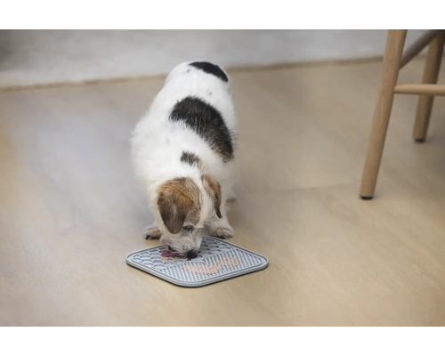 Chien mange sur un tapis d''alimentation sur le sol