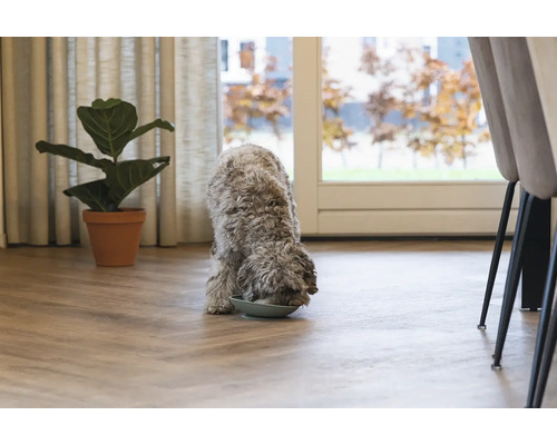Un chien mange dans une gamelle dans une pièce lumineuse avec une plante d''intérieur et des chaises