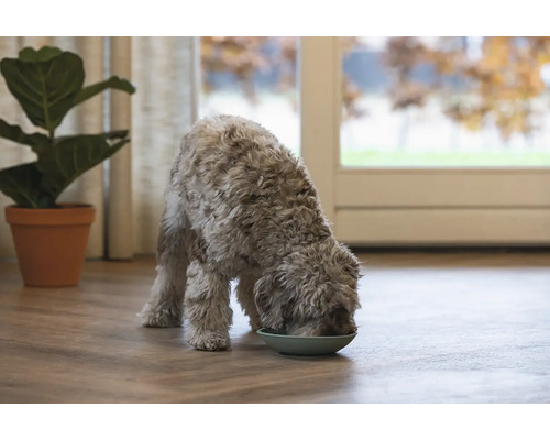 Un chien mange dans une gamelle dans une pièce lumineuse