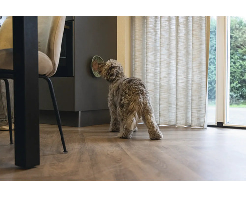 Un chien mange dans une gamelle fixée au mur dans une cuisine.