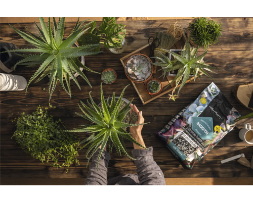 Vue de dessus d''une table en bois avec des plantes succulentes, des plantes d''intérieur et une personne rempotant un plant d''aloe vera, ainsi qu''un paquet de substrat de plantation Lechuza Basicpon.