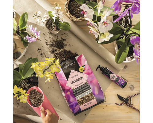 Arrangement avec orchidées, substrat pour orchidées, engrais et sécateur sur une table