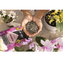 Une personne tient du substrat pour orchidées dans ses mains, entourée d''orchidées. La scène montre l''utilisation d''un substrat spécial pour l''entretien des orchidées.