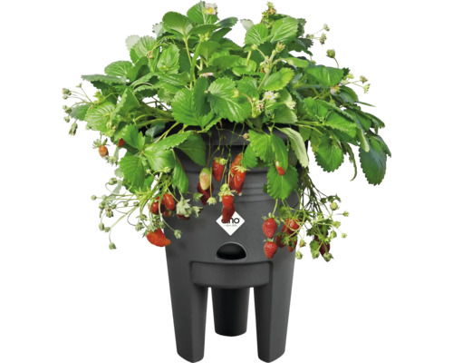 Erdbeerpflanze in einem schwarzen Pflanzgefäß mit Füßen.