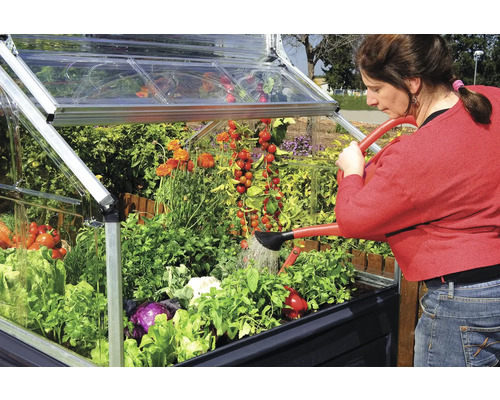 Une femme arrose des légumes et des fleurs dans une couche froide avec un arrosoir.