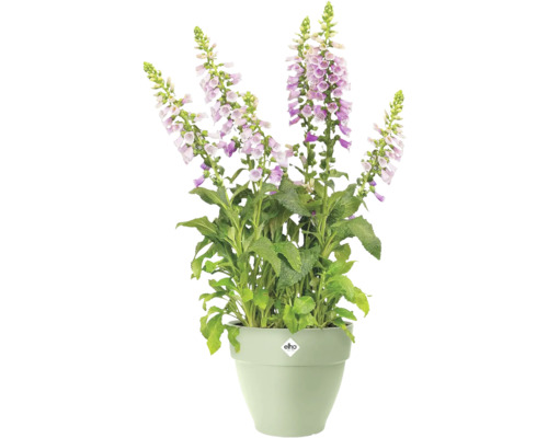 Digitale remplie dans un pot avec le logo Elho.