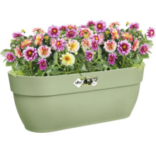 Jardinière avec fleurs de dahlias colorées