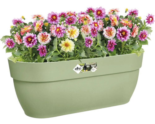 Jardinière avec fleurs de dahlias colorées