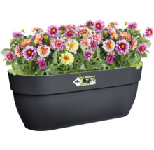 Dahlias dans une jardinière noire