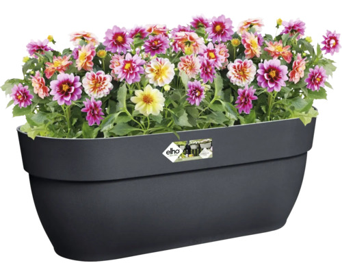 Dahlias dans une jardinière noire