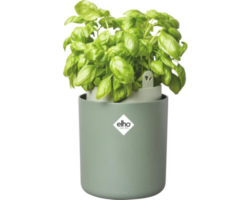 Plant de basilic en pot avec logo Elho