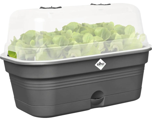 Mini-serre avec couvercle transparent et plantes