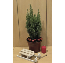 Décoration avec cyprès en pot, boules, bougie et luge en bois