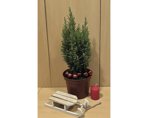 Décoration avec cyprès en pot, boules, bougie et luge en bois