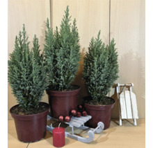 Trois plantes en pot, une bougie, des boules de Noël et un traîneau décoratif pour la décoration de Noël.