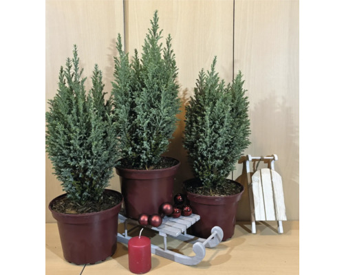 Trois plantes en pot, une bougie, des boules de Noël et un traîneau décoratif pour la décoration de Noël.