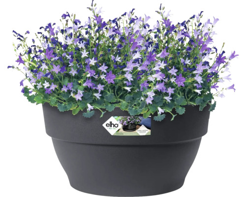 Glockenblumen in einem Topf