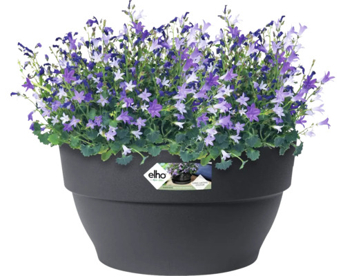 Glockenblumen im Topf