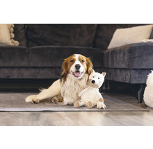 Hund liegt mit Teddybär auf dem Teppich vor einem Sofa